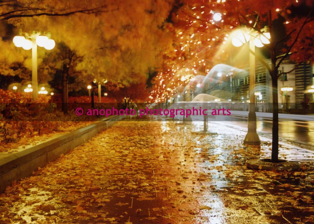 Autumn Leaves at Night